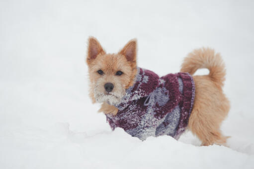 Ein norwich-terrier mit wunderschönen spitzen ohren, der im Snow