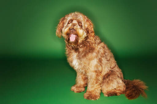 Ein stattlicher otterhound mit dickem hellbraunem fell