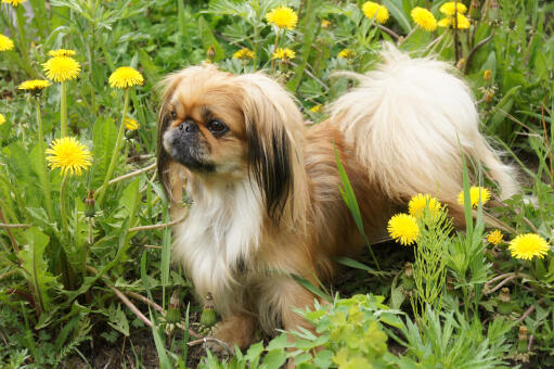 Ein junger pekinese mit einem schönen buschigen schwanz und gut gepflegten ohren