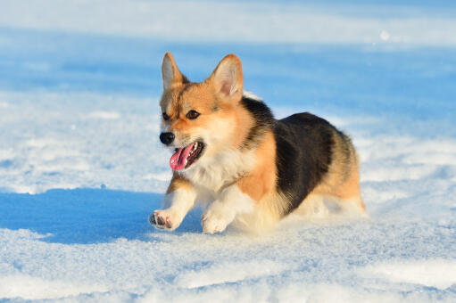 Ein pembroke-welsh-corgi, der in vollem tempo durch die Snow