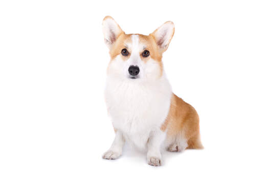 Ein schöner erwachsener pembroke welsh corgi, der ordentlich mit gespitzten ohren sitzt