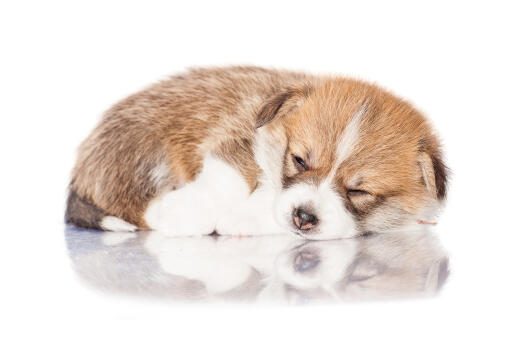 Ein GorGeouns kleiner pembroke welsh corgi beim nickerchen