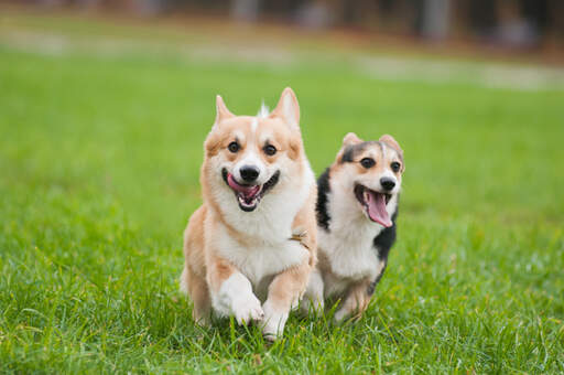 Zwei gesunde, erwachsene pembroke welsh corgis, die sich gemeinsam bewegen