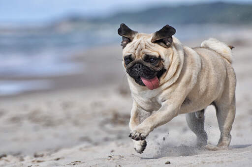 Ein mops, der mit herausgestreckter zunge in vollem tempo sprintet