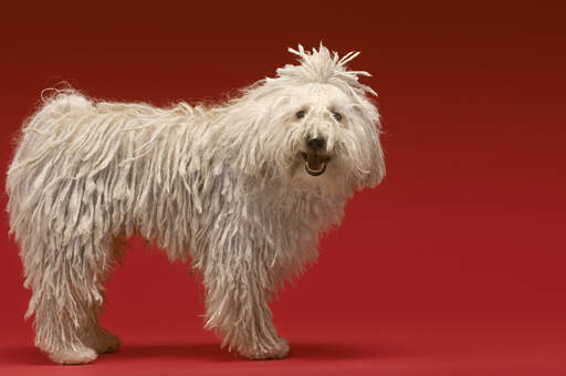 Ein gesunder erwachsener komondor mit wunderschön gepflegtem, dickem, weißem fell