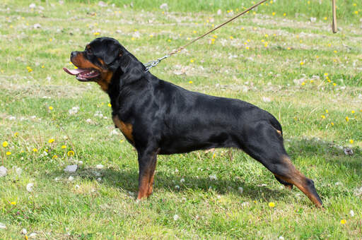 Der unglaubliche, muskulöse körper eines rottweilers