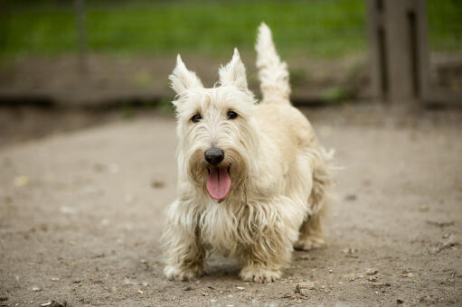 Ein heller scottish terrier, der geduldig auf etwas aufmerksamkeit wartet