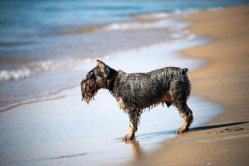 Ein klatschnasser scottish terrier genießt die bewegung im wasser