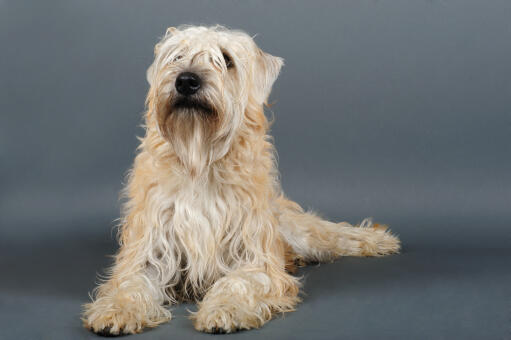 Ein wheaten terrier mit weichem fell, der ordentlich liegt und etwas aufmerksamkeit braucht