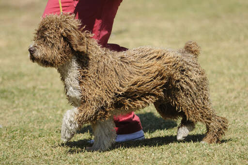 Ein wunderschöner spanischer schauwasserhund mit kurzer buschiger rute