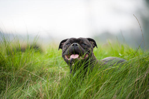 Ein schwarzer staffordshire bullterrier, der sich im langen gras ausruht