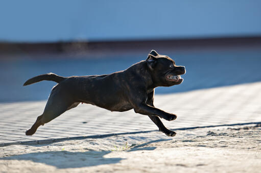 Eine gesunde staffordshire-bullterrier-hündin, die mit vollem tempo läuft