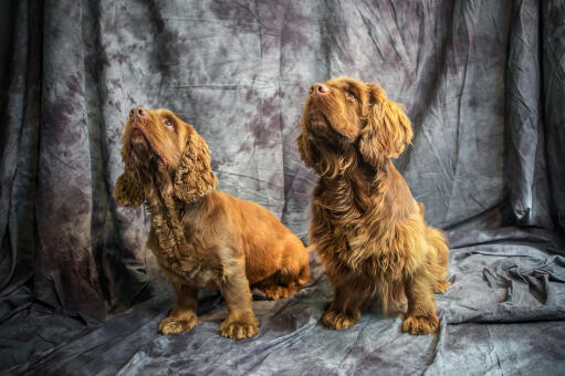 Zwei hübsche kleine sussex-spaniel sitzen geduldig und warten auf etwas aufmerksamkeit