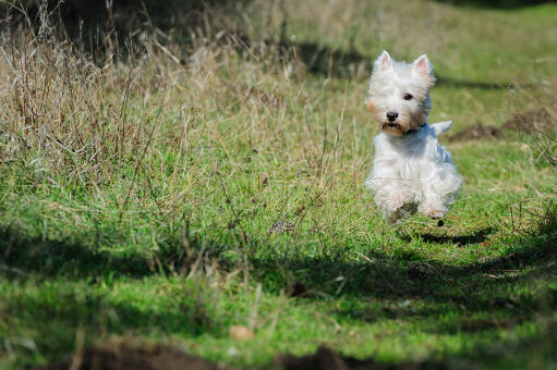 Ein gesunder, junger west highland terrier, der durch das gras springt
