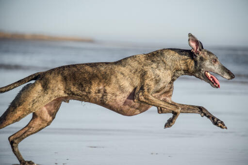 Der wunderbare lange körper und die spitzen ohren eines whippets