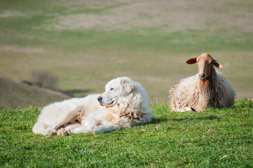 Maremma-schafhund-schaf