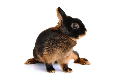 Ein wunderschönes junges hellbraunes kaninchen mit unglaublich dunkelbraunem fell und kurzen ohren