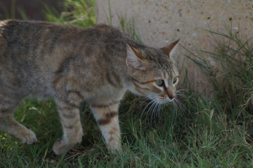 Arabische mau-katze auf der jagd im gras