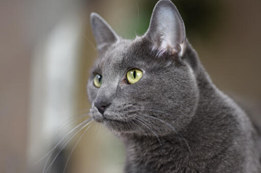 Eine wachsame korat-katze mit großen ohren