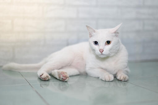 Khao manee katze auf einem fliesenboden liegend