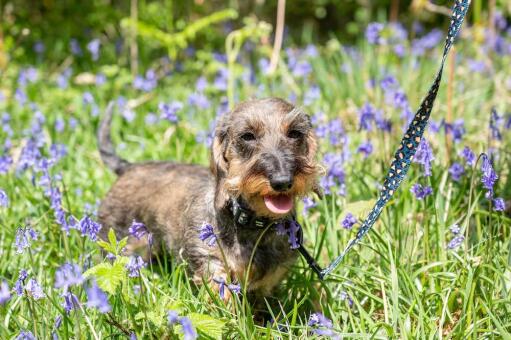 Hund beim spaziergang mit seinem leopardengeschirr