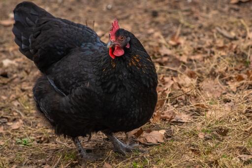 Australorps-hühnergarten