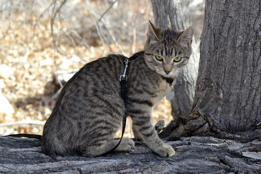 Ein hübscher amerikanischer bobtail mit tabby-zeichnung