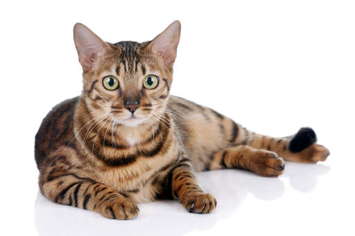 Eine wachsame bengalkatze, die mit Golden augen daliegt