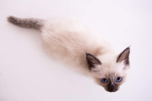 Ein seal pointed birman kätzchen mit sehr blauen augen