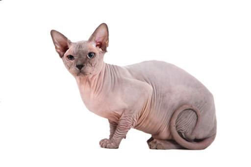 Eine junge aufgeweckte sphynx-katze