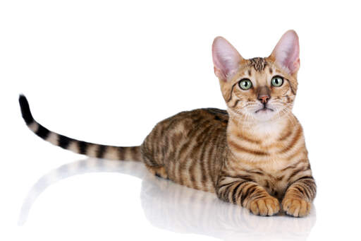 Eine toyger-katze, die mit ihrem langen gebänderten schwanz liegt