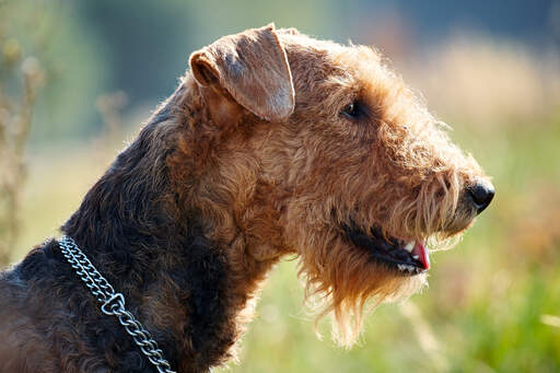 Eine nahaufnahme des drahtigen fells und des struppigen bartes eines airedale-terriers