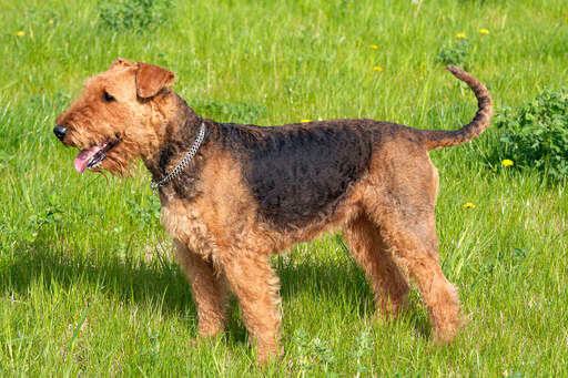 Ein gesunder, junger erwachsener airedale-terrier, der sein drahtiges fell zur schau stellt