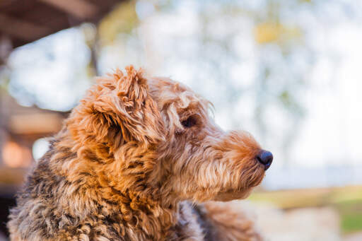 Das schöne, dichte, rote fell eines airedale-terriers