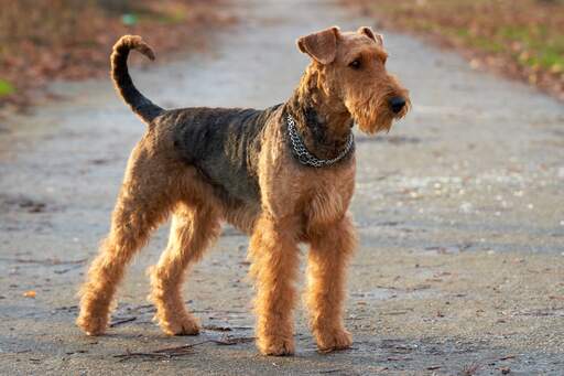 Ein aufrecht stehender airedale-terrier, der auf ein kommando seines besitzers wartet