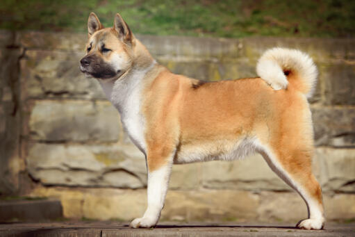 Ein kräftig aussehender akita mit einem fantastisch gelockten buschigen schwanz