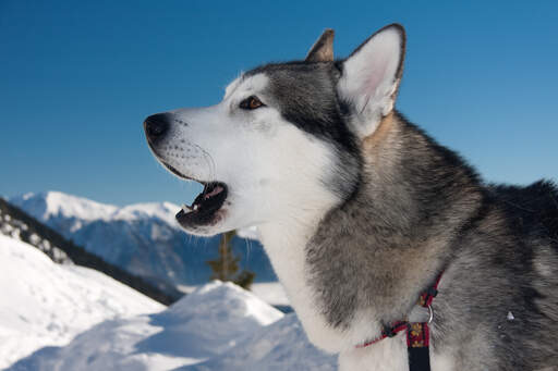 Eine nahaufnahme der spitzen ohren und des schönen weißen gesichts eines alaskan malamute