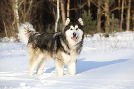 Ein junger und gesunder alaskan malamute, gut vorbereitet auf die Snow