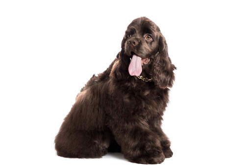 A GorGeous amerikanischer cockerspaniel mit langen weichen ohren