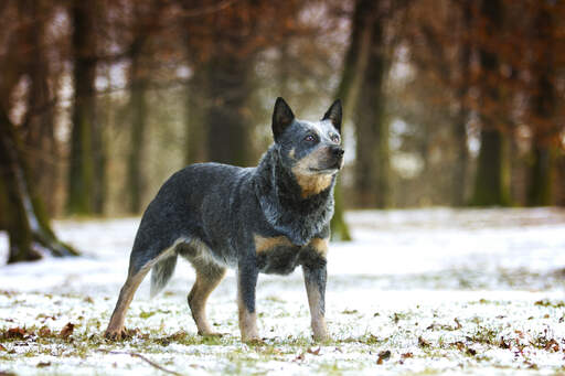 Ein schöner australischer sennenhund, der mit gespitzten ohren aufrecht steht