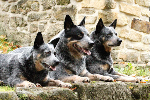 Drei australische rinderhunde liegen fein säuberlich nebeneinander