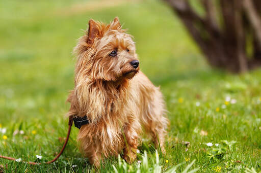 Ein hübscher australischer terrier mit schlaffem, rotem fell