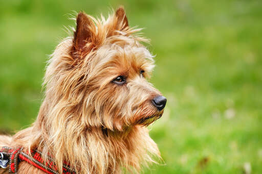 Ein kleiner australischer terrier mit aufmerksamen, spitzen ohren