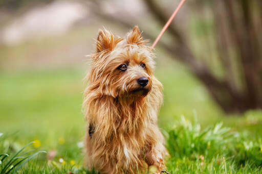 Ein schöner australischer terrier mit GorGeous dunklen augen