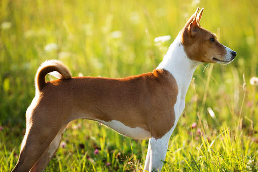 Eine wunderschöne basenji-hündin, die ihren kraftvollen körperbau zeigt