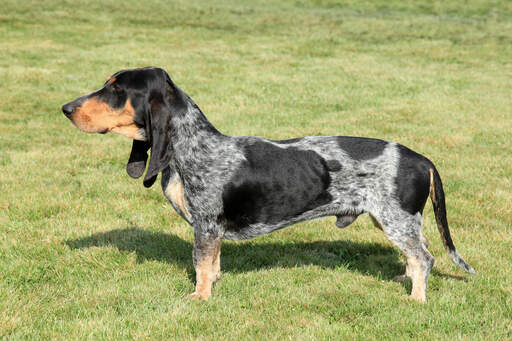 Ein basset bleu de gascogne mit schlankem, langem körper und kurzen beinen