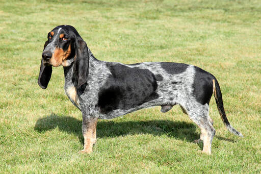 A GorGeous basset bleu de gascogne mit schlappohren