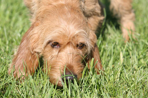 Ein basset fauve de bretagne mit schönem drahtigem fell