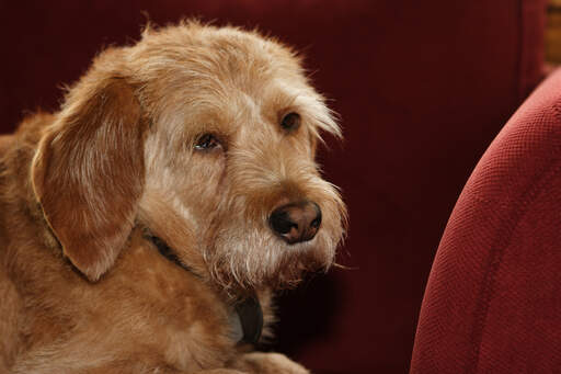 Ein GorGeous basset fauve de bretagne mit einer süßen kleinen nase