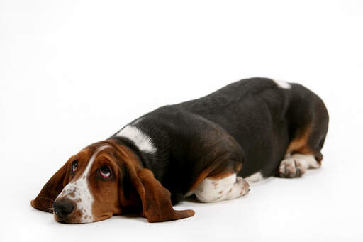 Ein hübscher junger basset hound, der mit weit aufgerissenen augen daliegt